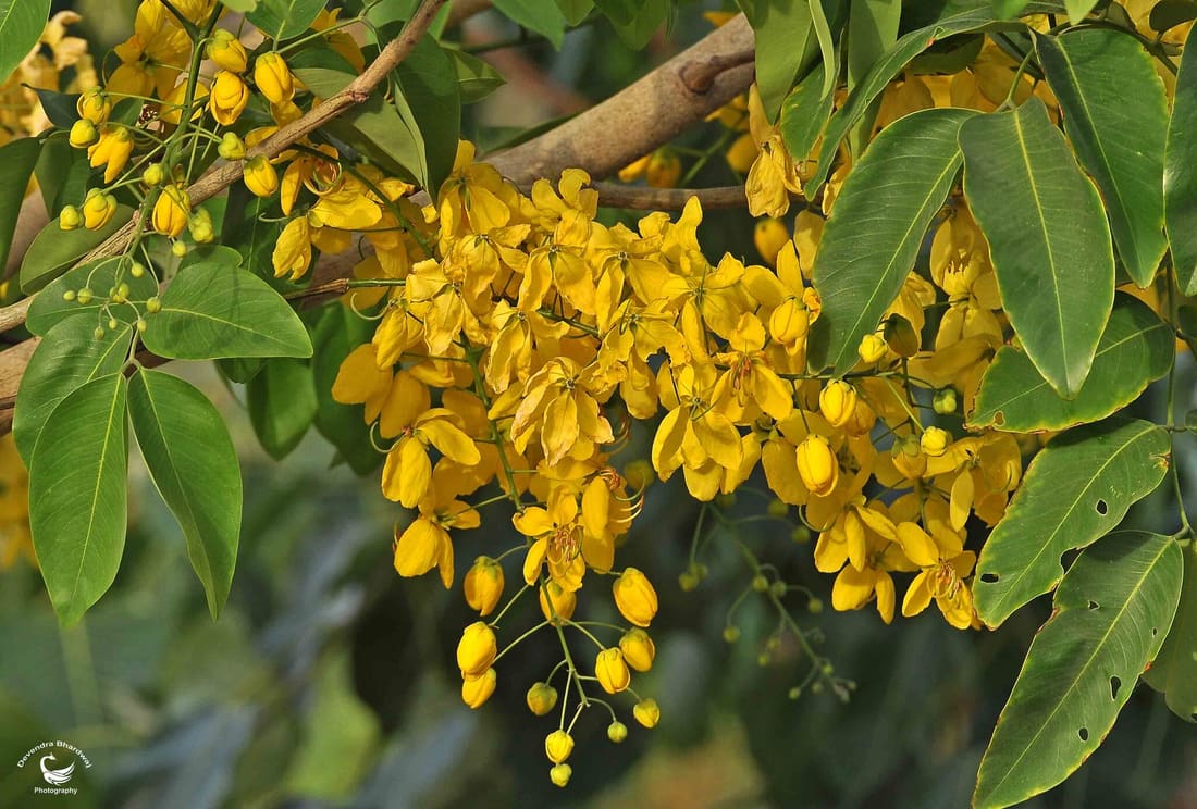 Golden Shower Tree (Cassia fistula) photographed by Devendra Bhardwaj