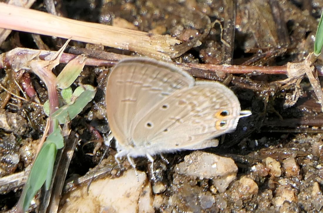 Gram Blue (Euchrysops cnejus) photographed by Devendra Bhardwaj