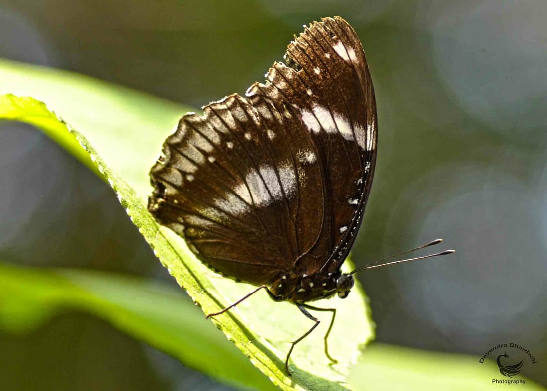 Great Eggfly (Hypolimnas bolina) photographed by Devendra Bhardwaj