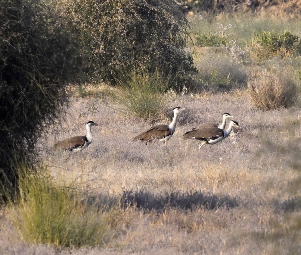 Three Great Indian Bustards walking through dry grassland