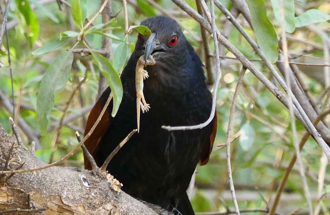 Greater Coucal (Centropus sinensis) photographed by Devendra Bhardwaj