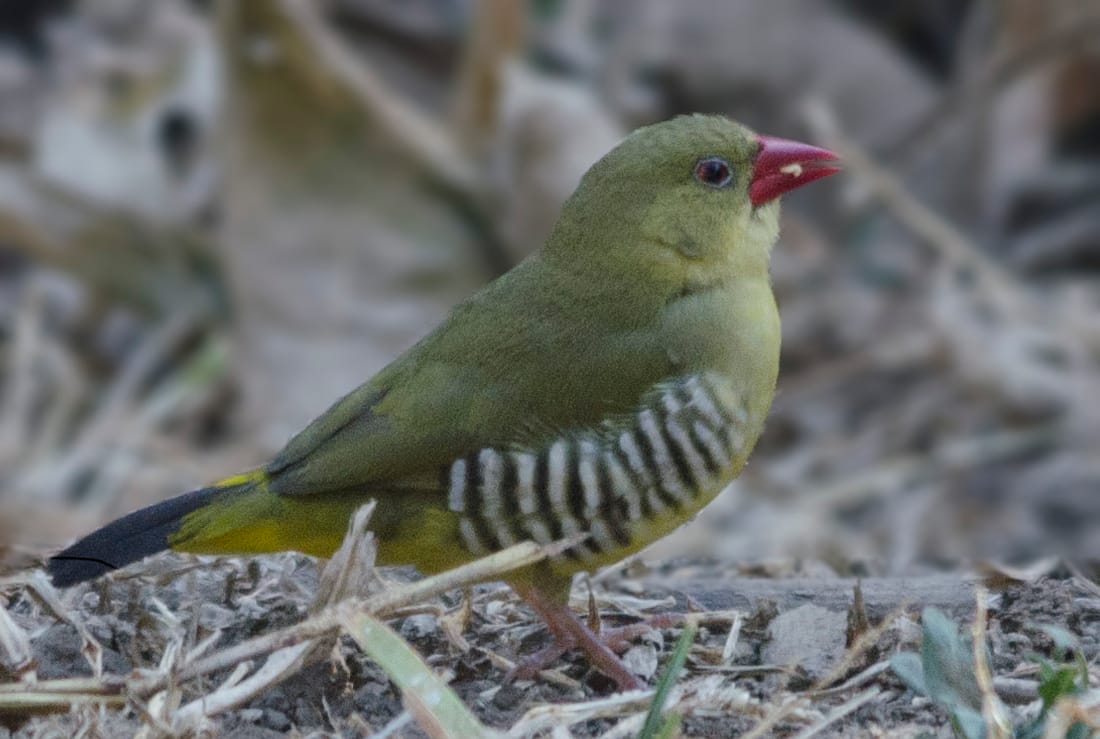 Green avadavat (Amandava formosa)
