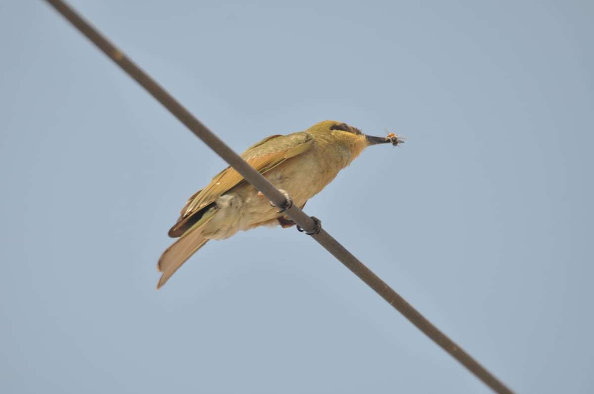 A green bee-eater perched on a wire against a pale blue sky with an insect in its beak