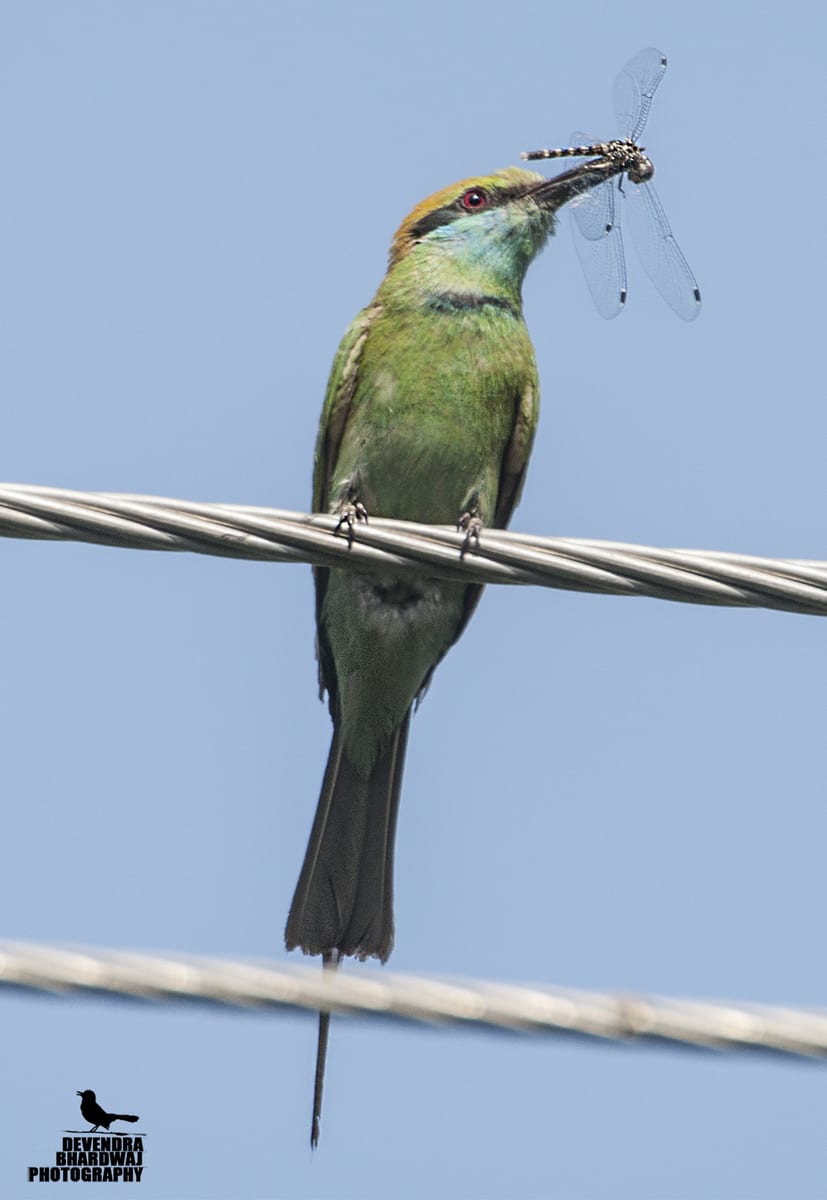 A green bee-eater perched on a wire against a blue sky, holding an insect in its beak