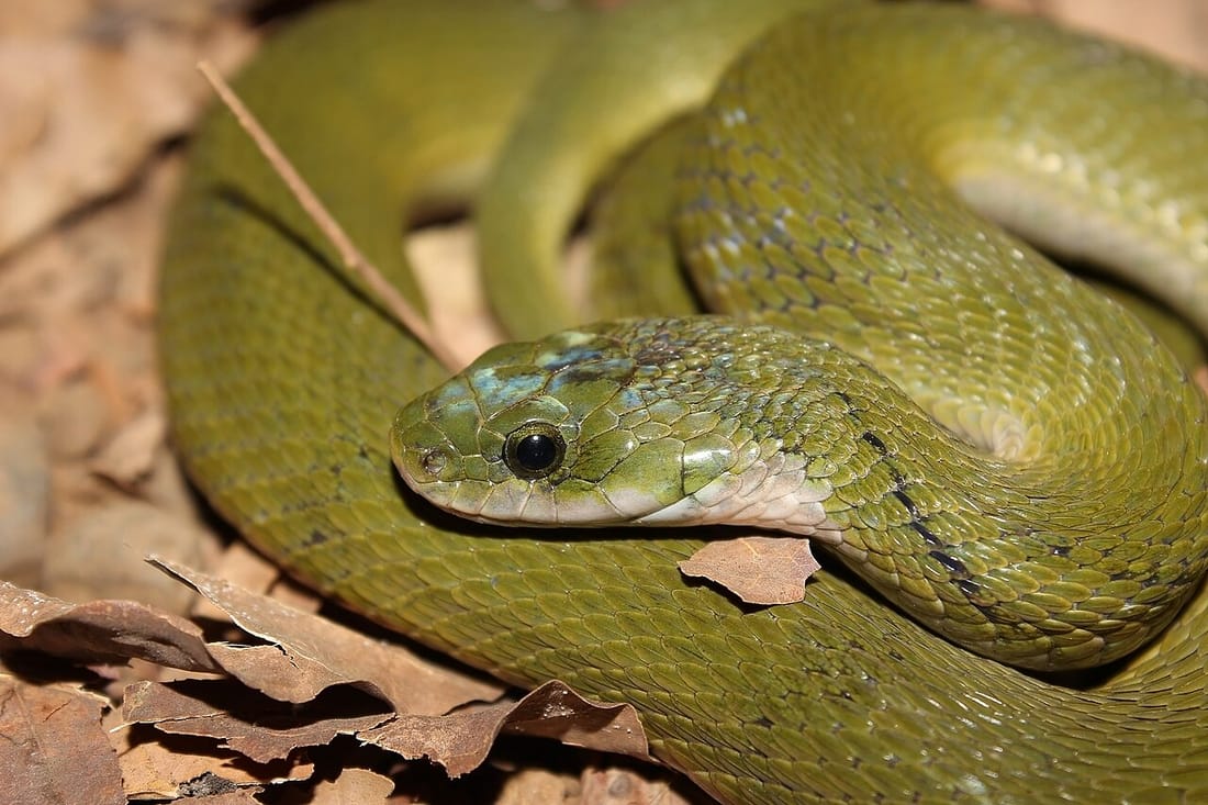 Green keelback (Rhabdophis plumbicolor)