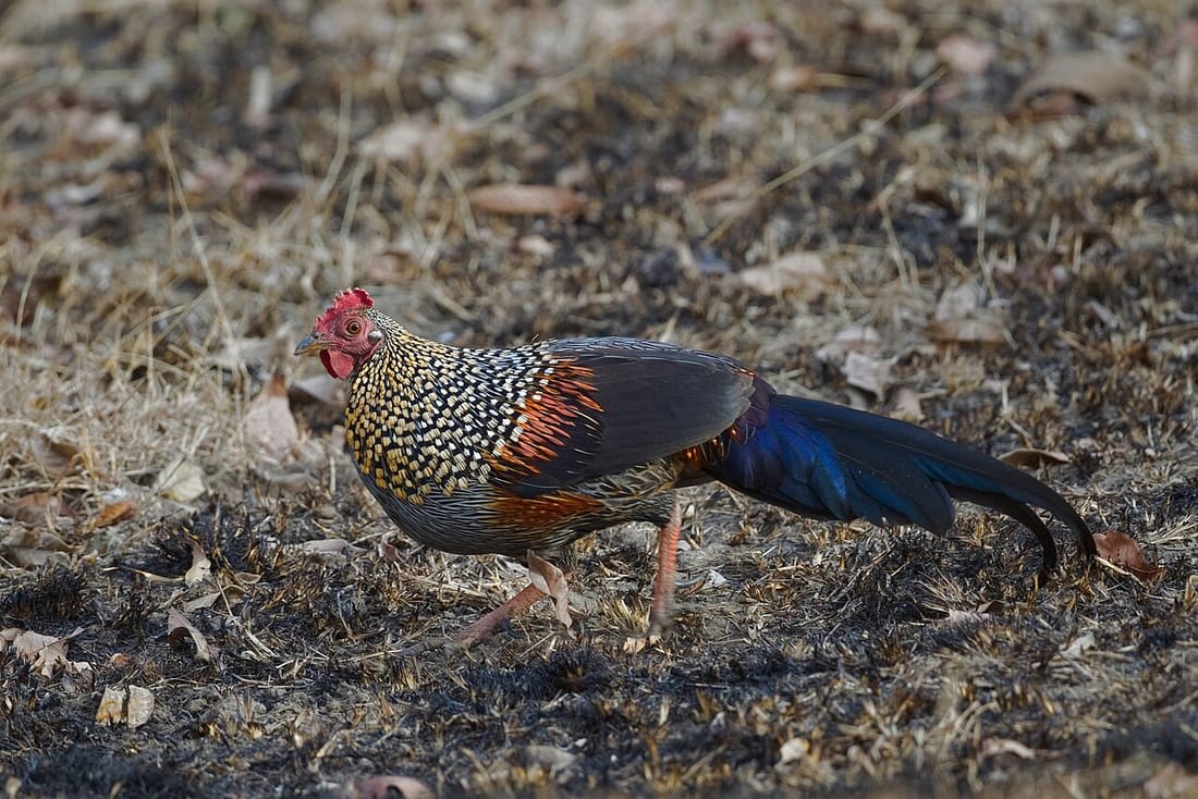 Grey junglefowl (Gallus sonneratii)