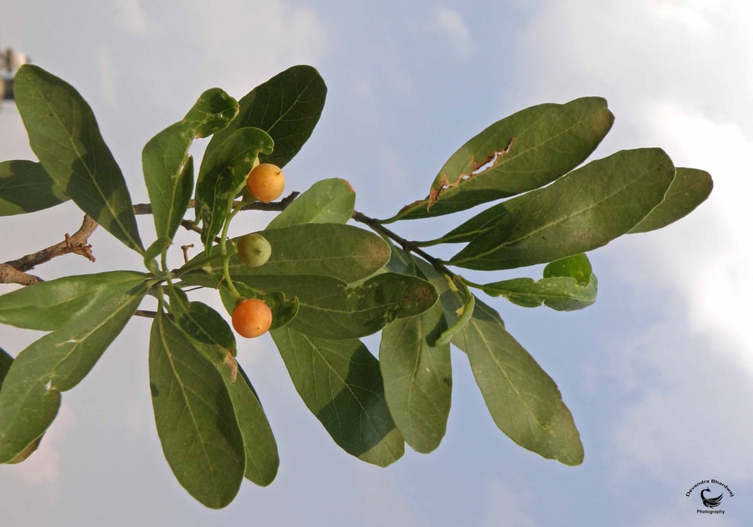Grey-Leaved Saucerberry (Cordia sinensis) photographed by Devendra Bhardwaj