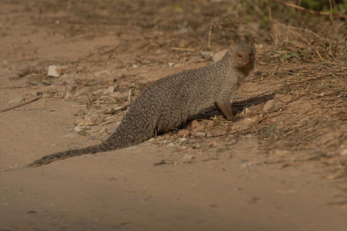 A grey mongoose on a sandy track