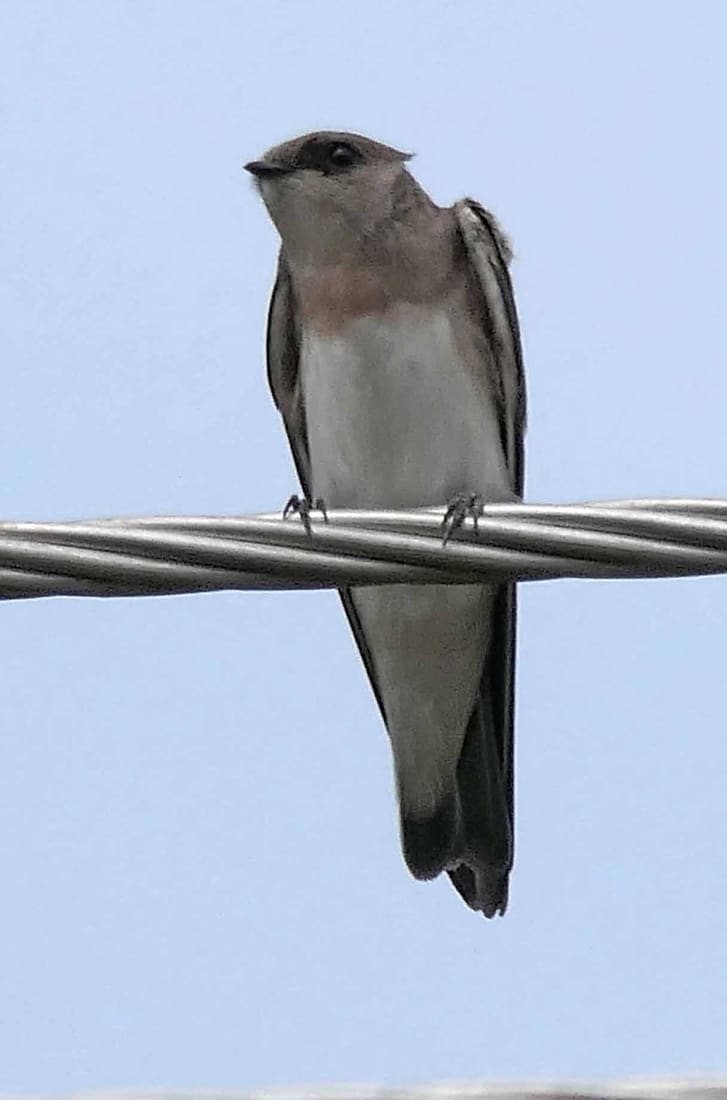 Grey-throated Martin (Riparia chinensis) photographed by Devendra Bhardwaj