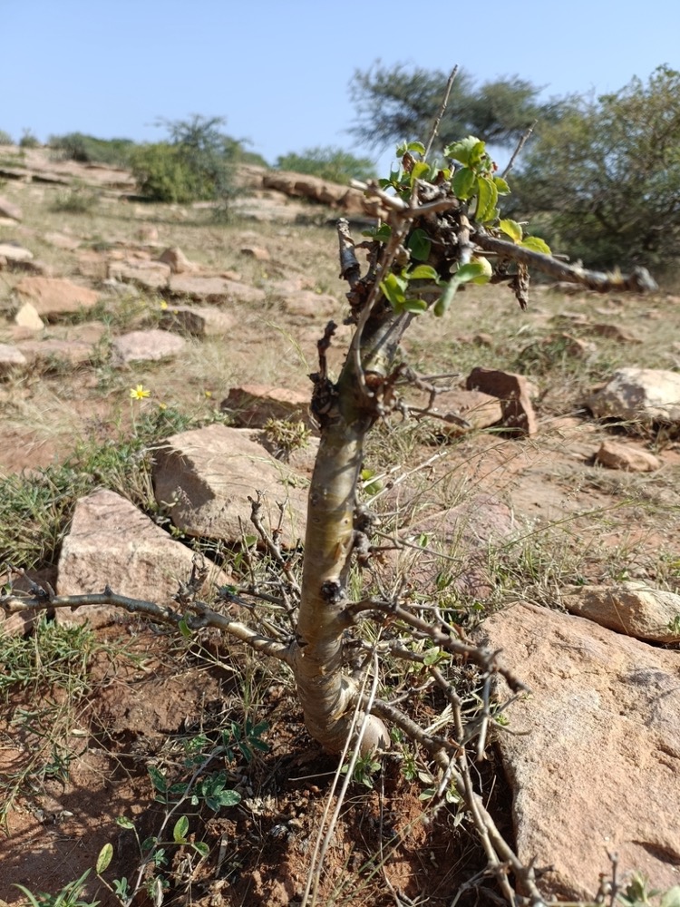 A young guggal shrub with a pale, peeling stem and a few green leaves on a rocky hillside