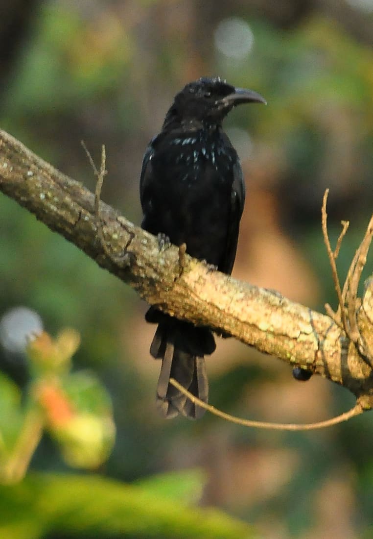 Hair-crested Drongo (Dicrurus hottentottus) photographed by Devendra Bhardwaj