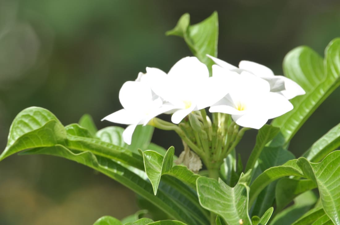 Hammerleaf Frangipani (Plumeria pudica) photographed by Devendra Bhardwaj