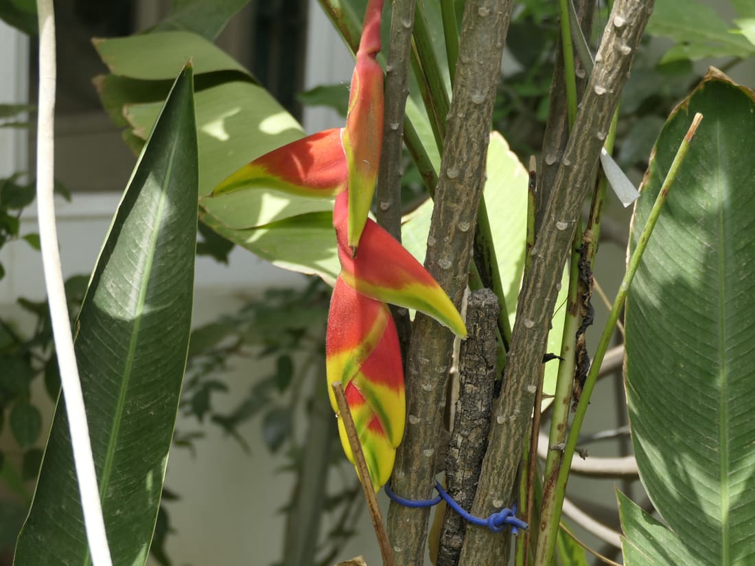 Hanging Lobster Claw Heliconia (Heliconia rostrata) photographed by Devendra Bhardwaj