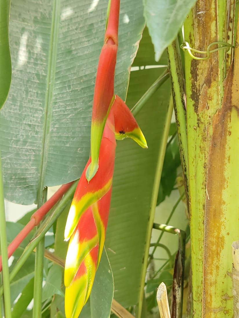Hanging Lobster Claw Heliconia (Heliconia rostrata) photographed by Devendra Bhardwaj
