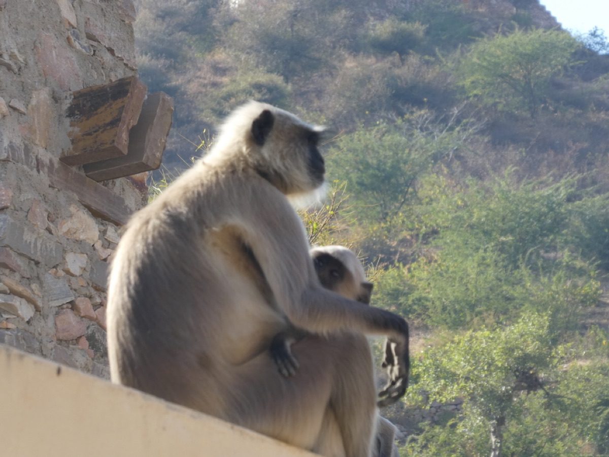 Two Hanuman langurs sitting on a wall above a wooded hillside