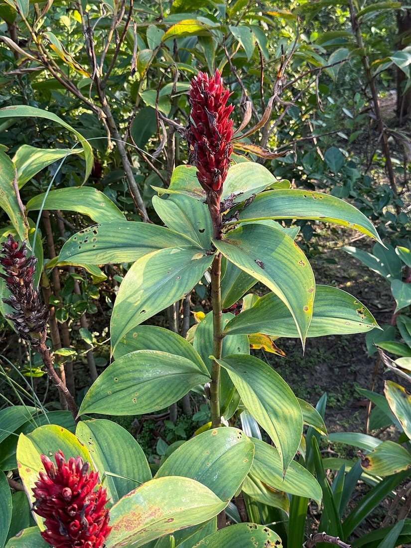 Hellenia speciosa (Costus speciosus)