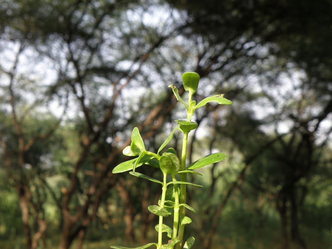 Herb-of-Grace (Bacopa monnieri) photographed by Devendra Bhardwaj