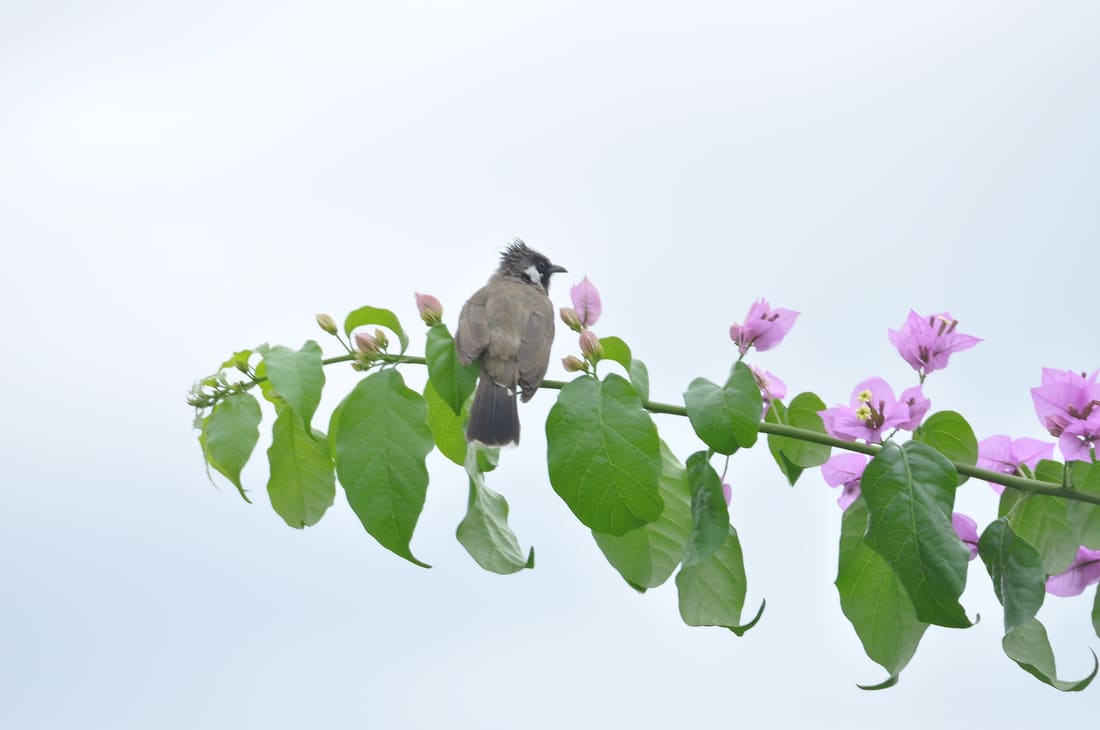 Himalayan Bulbul (Pycnonotus leucogenys) photographed by Devendra Bhardwaj