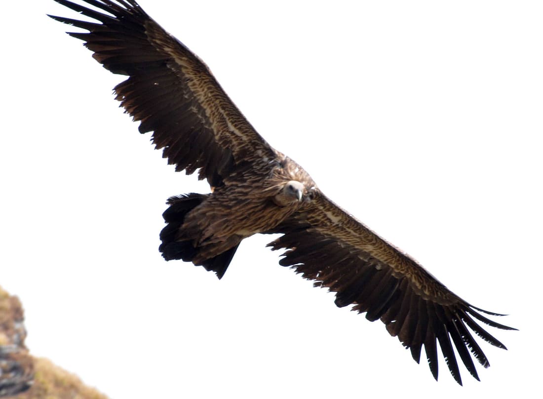 Himalayan Griffon (Gyps himalayensis) photographed by Devendra Bhardwaj