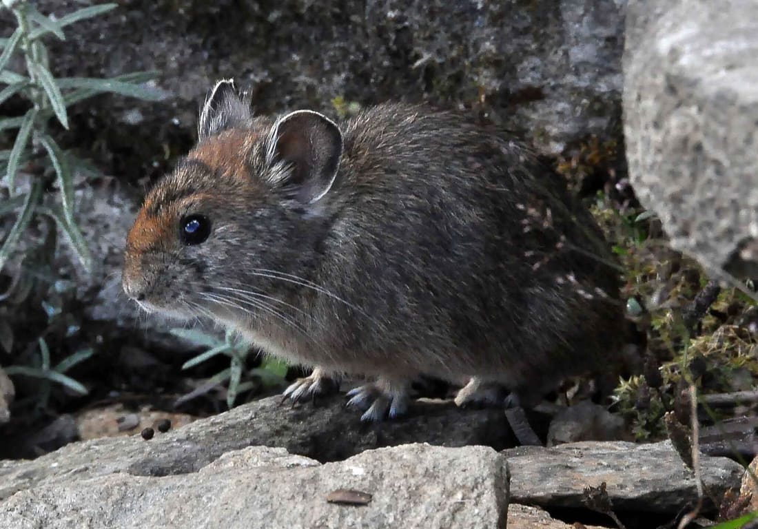 Himalayan Pika (Ochotona roylii) photographed by Devendra Bhardwaj