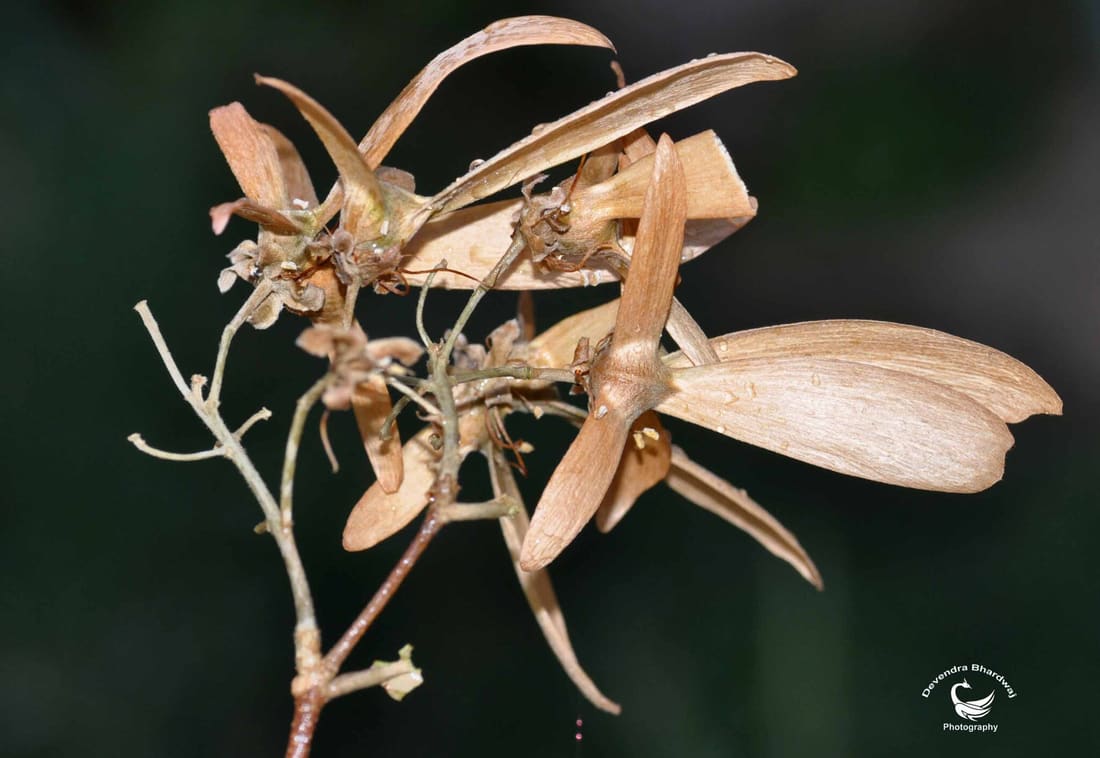 Hiptage (Hiptage benghalensis) photographed by Devendra Bhardwaj