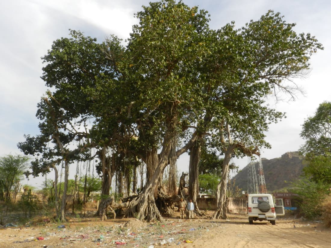 Indian banyan (Ficus benghalensis) photographed by Devendra Bhardwaj