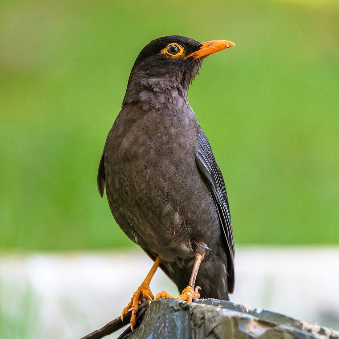 Indian blackbird (Turdus simillimus)
