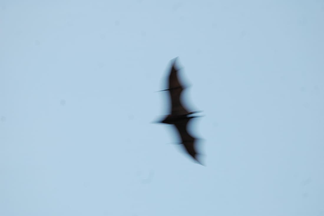 Indian Flying Fox (Pteropus medius) photographed by Devendra Bhardwaj