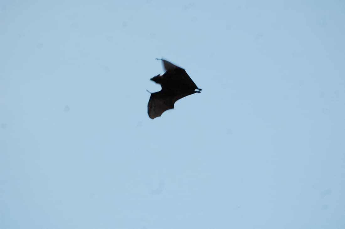 Indian Flying Fox (Pteropus medius) photographed by Devendra Bhardwaj