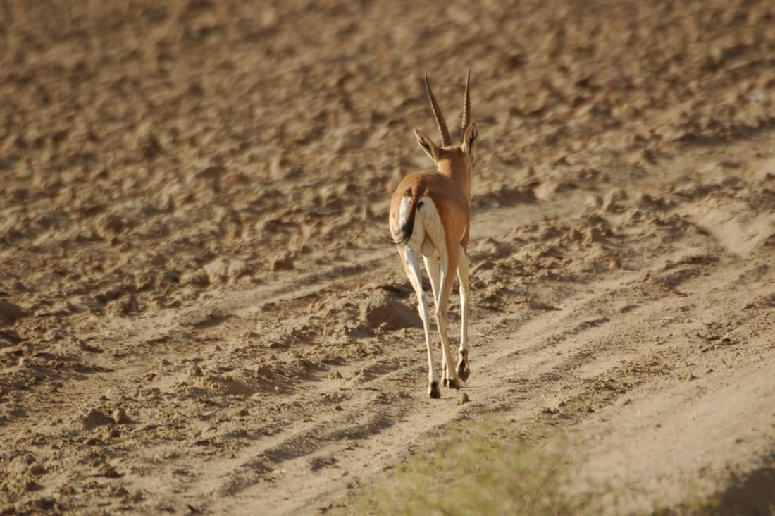 Indian Gazelle (Gazella bennettii) photographed by Devendra Bhardwaj