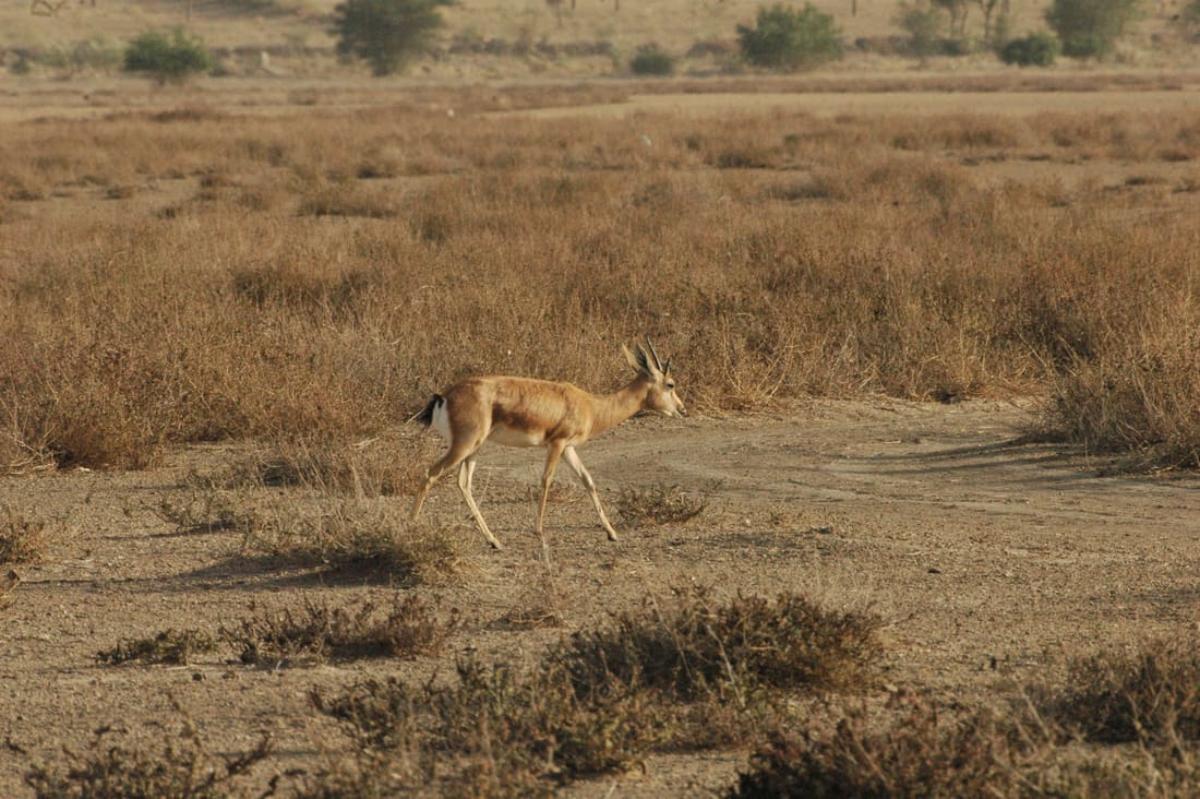 Indian Gazelle (Gazella bennettii) photographed by Devendra Bhardwaj