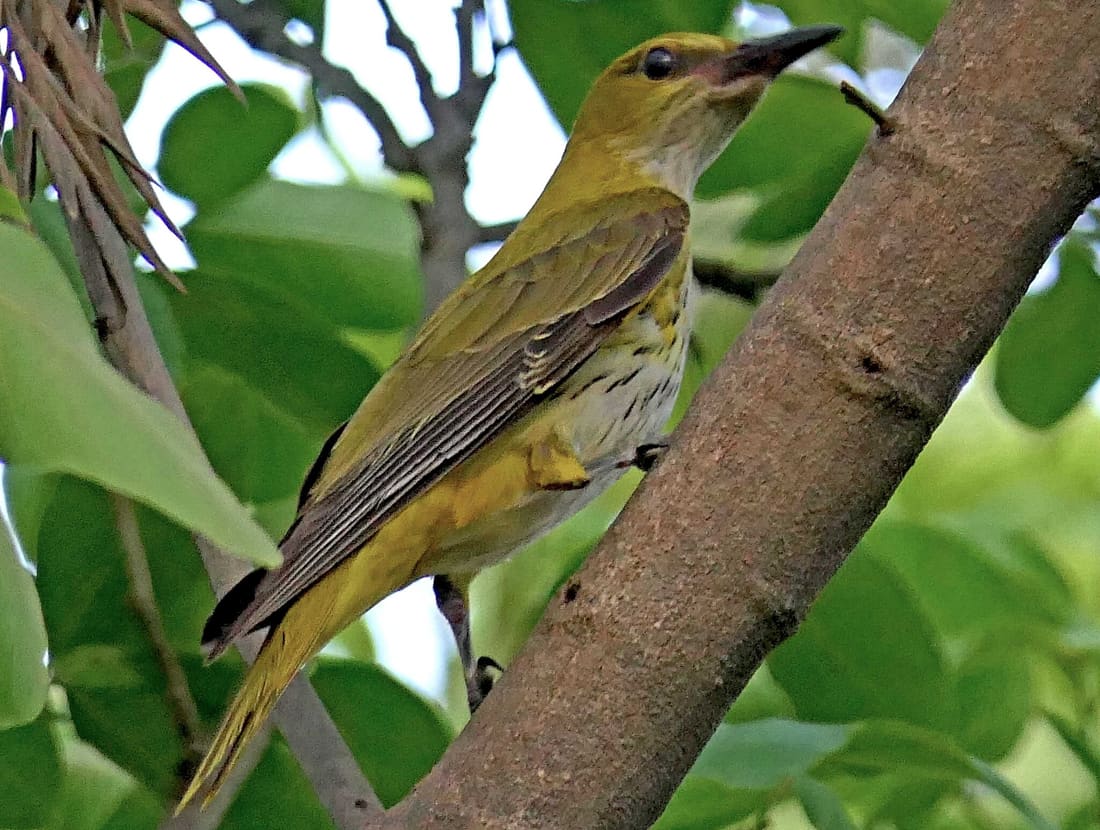 Indian Golden Oriole (Oriolus kundoo) photographed by Devendra Bhardwaj