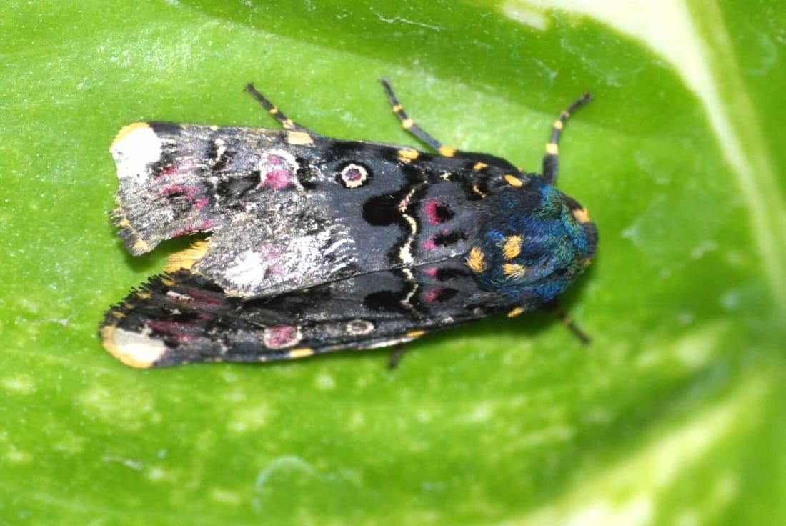 Indian Lily Moth (Polytela gloriosae) photographed by Devendra Bhardwaj
