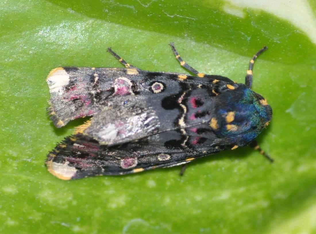 Indian Lily Moth (Polytela gloriosae) photographed by Devendra Bhardwaj