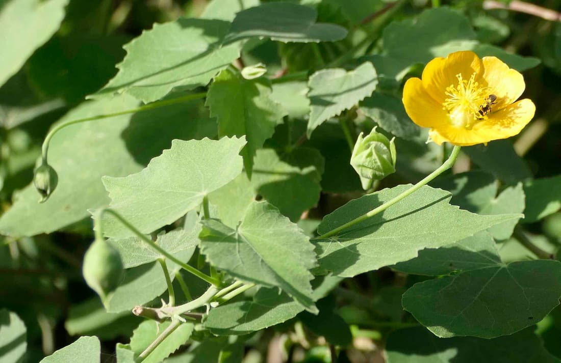 Indian Mallow (Abutilon indicum) photographed by Devendra Bhardwaj