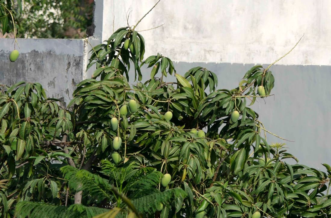 Indian mango (Mangifera indica) photographed by Devendra Bhardwaj