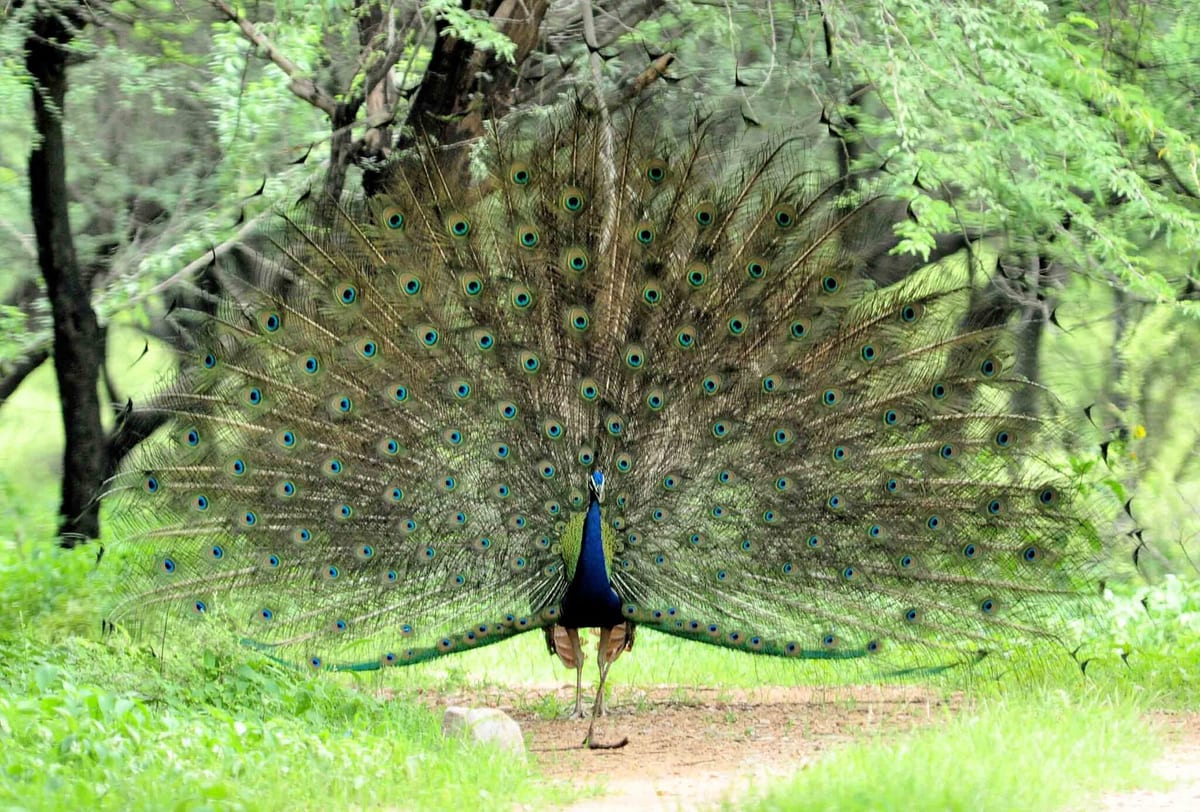 A peacock with its tail fanned out in a green clearing among trees