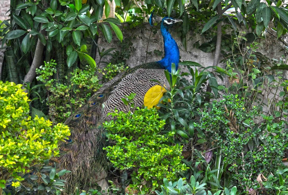 A peacock with a bright blue neck standing among green garden shrubs