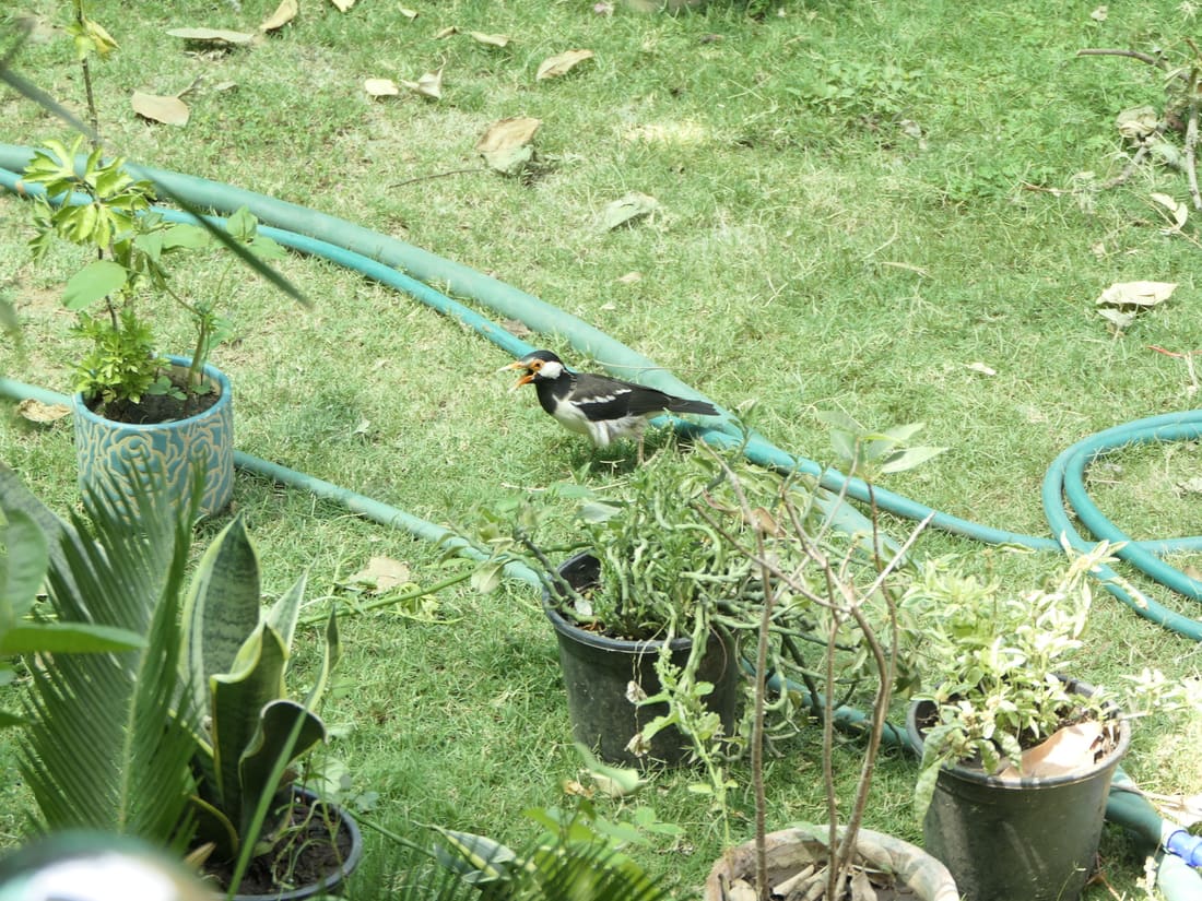 Indian Pied Starling (Gracupica contra) photographed by Devendra Bhardwaj