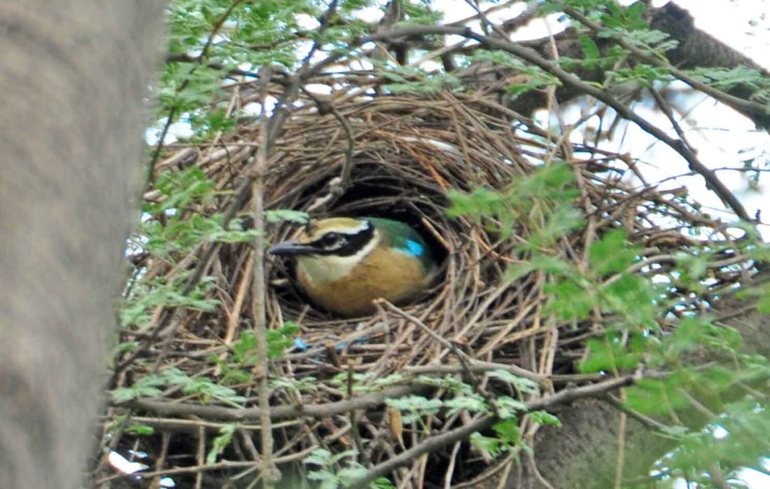 Indian Pitta (Pitta brachyura) photographed by Devendra Bhardwaj