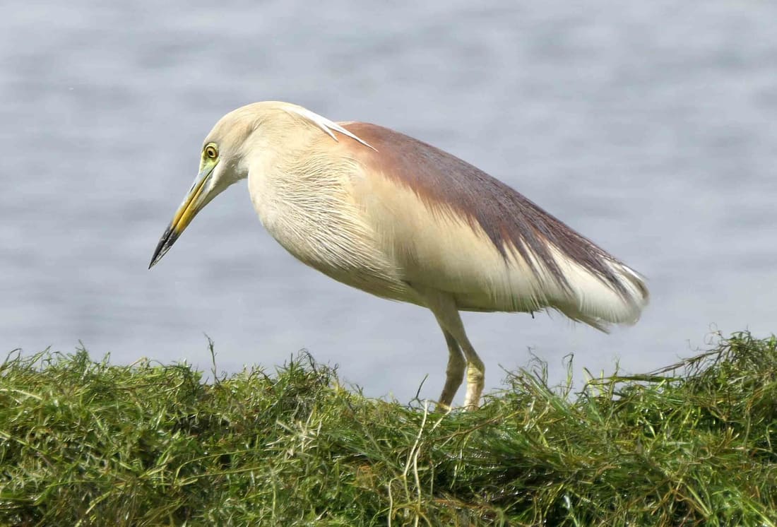 Indian Pond-Heron (Ardeola grayii) photographed by Devendra Bhardwaj