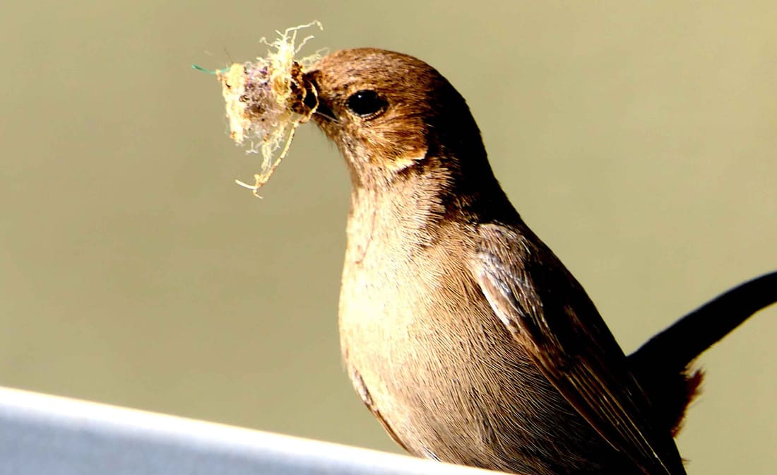 Indian Robin (Copsychus fulicatus) photographed by Devendra Bhardwaj
