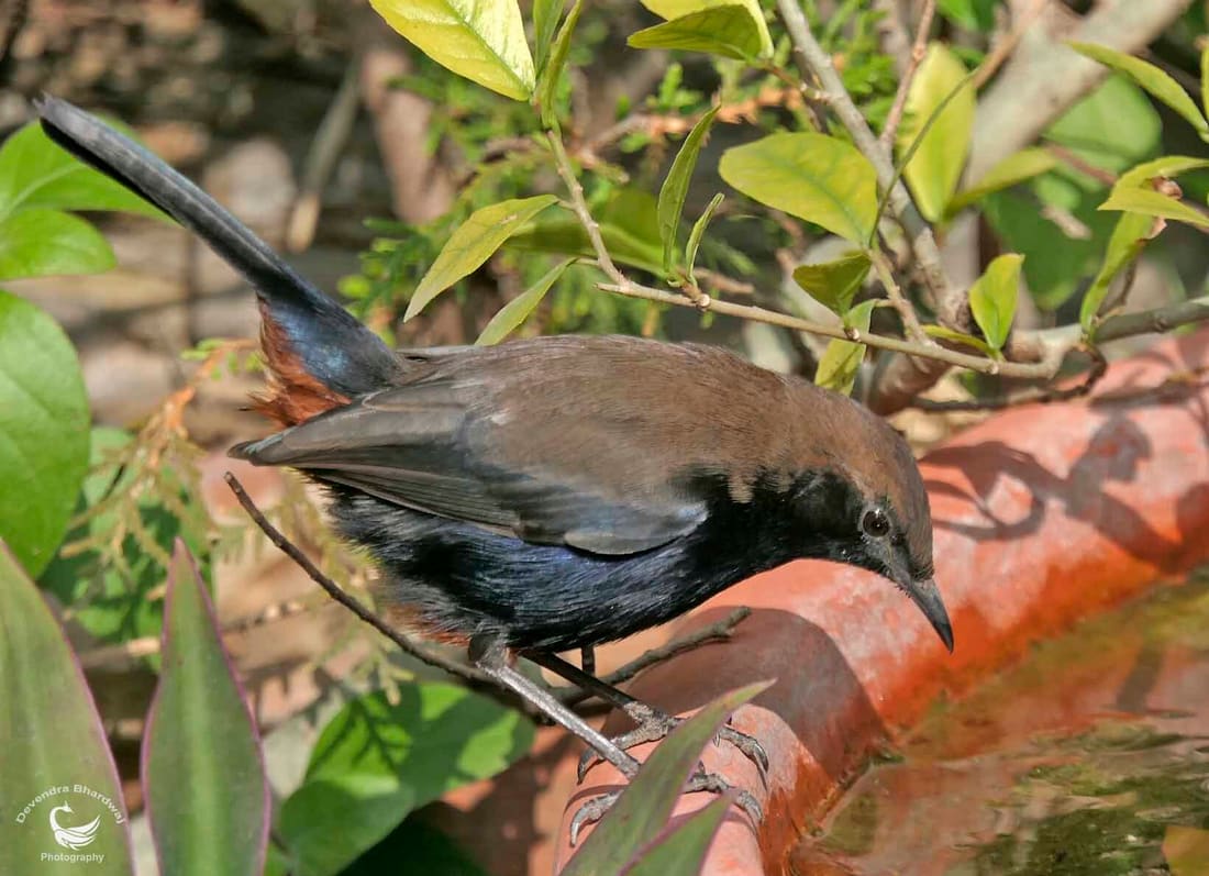 Indian Robin (Copsychus fulicatus) photographed by Devendra Bhardwaj