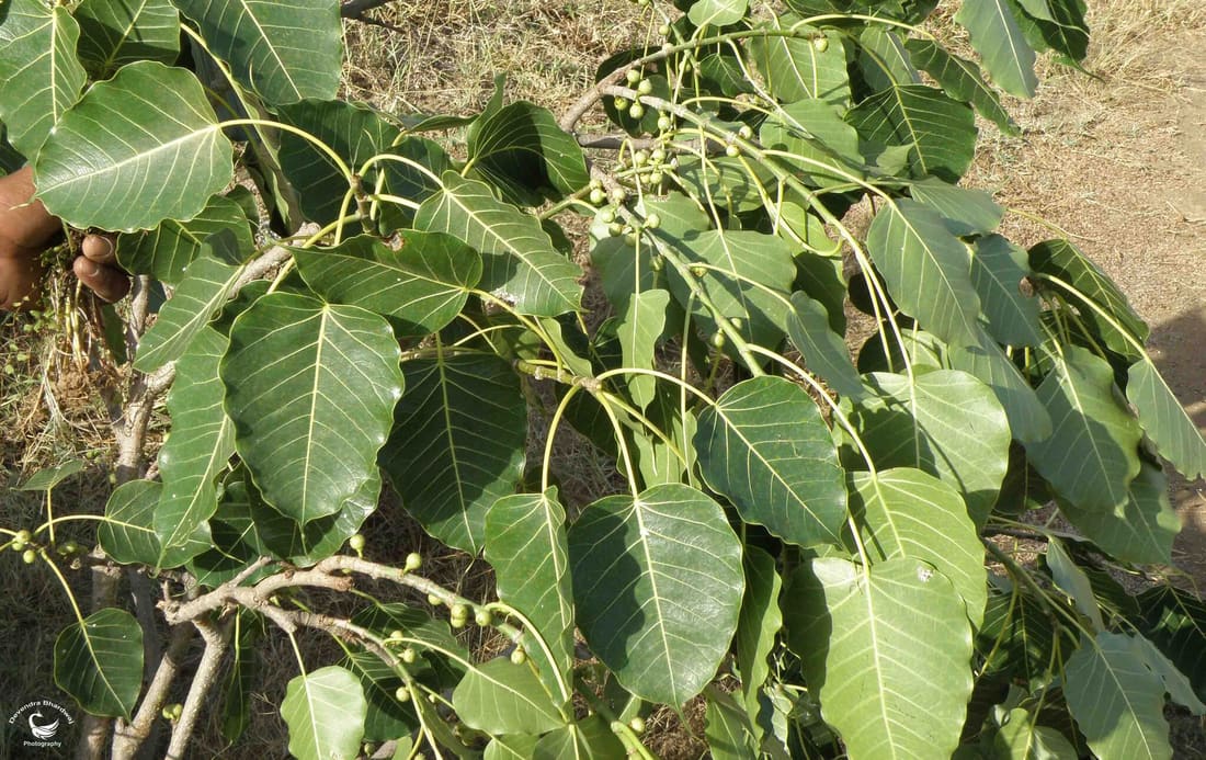 Indian Rock Fig (Ficus arnottiana) photographed by Devendra Bhardwaj