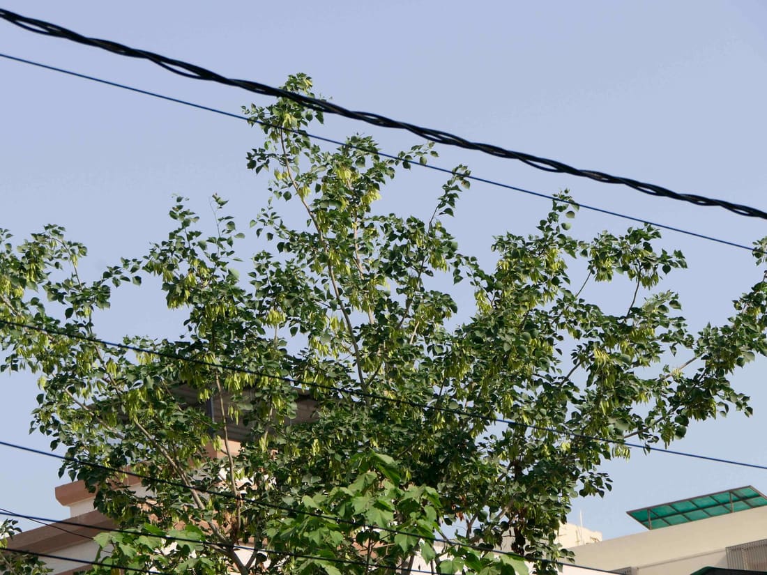Indian Rosewood (Dalbergia sissoo) photographed by Devendra Bhardwaj
