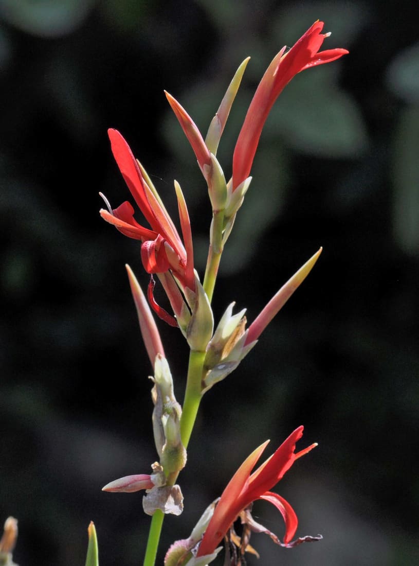 Indian shot (Canna indica) photographed by Devendra Bhardwaj