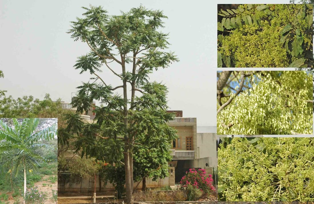 Indian tree of heaven (Ailanthus excelsa) photographed by Devendra Bhardwaj