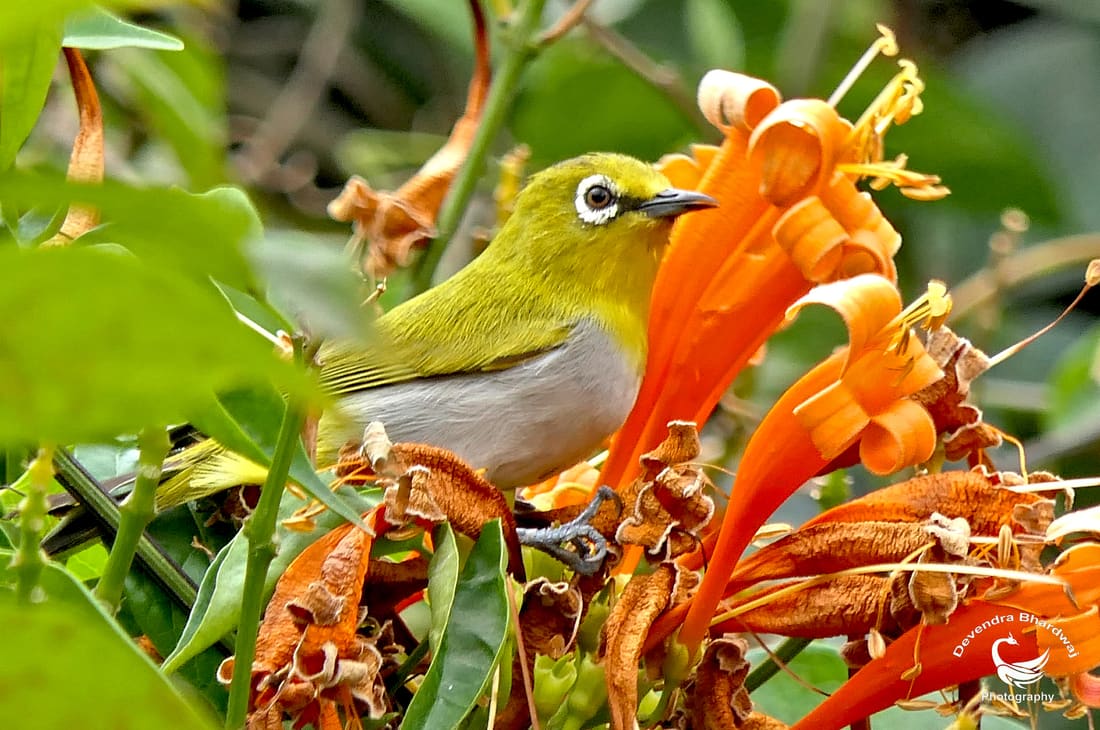 Indian White-eye (Zosterops palpebrosus) photographed by Devendra Bhardwaj