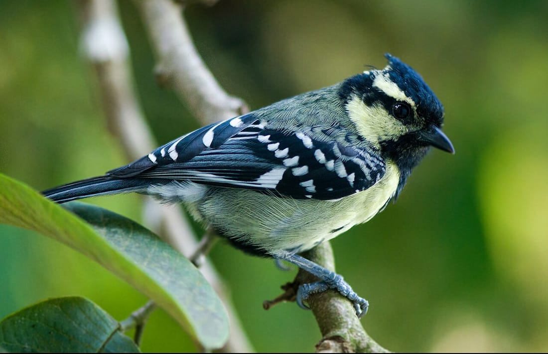 Indian yellow tit (Machlolophus aplonotus)