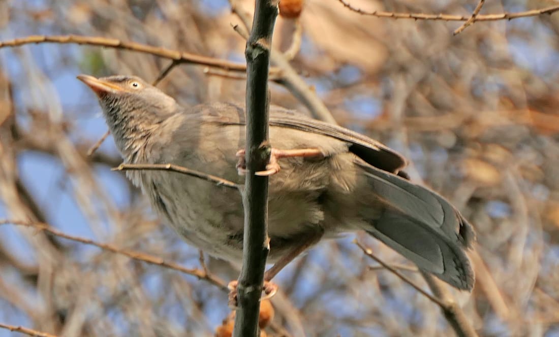 Jungle Babbler (Argya striata) photographed by Devendra Bhardwaj